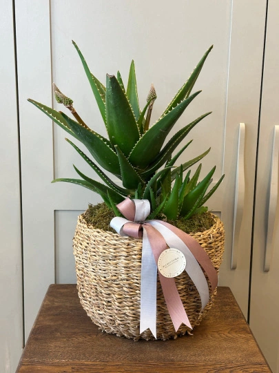Aloe vera