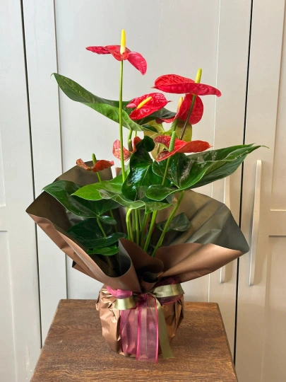 Anthurium Kırmızı