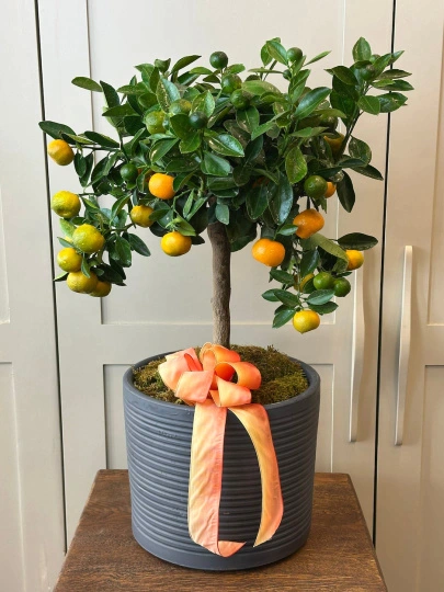 Citrus Mandalina