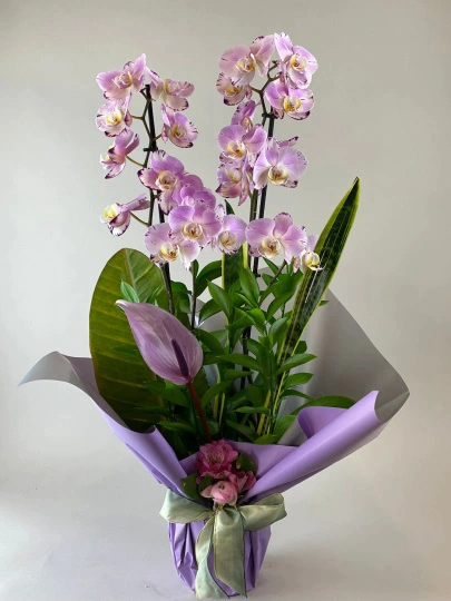 Custom Elegance Lila Orkide