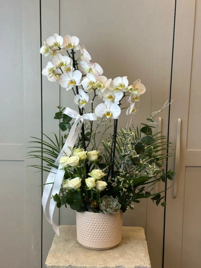 Elvas 2 Dal Beyaz Orkide