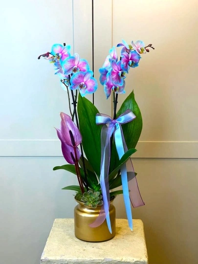 Azul Rosa 2 dallı Orkide