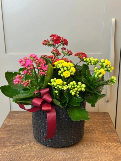 Saksıda Kalanchoe Çeşitleri
