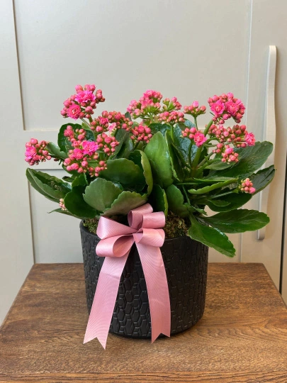 Vazoda 3'lü Pembe Kalanchoe