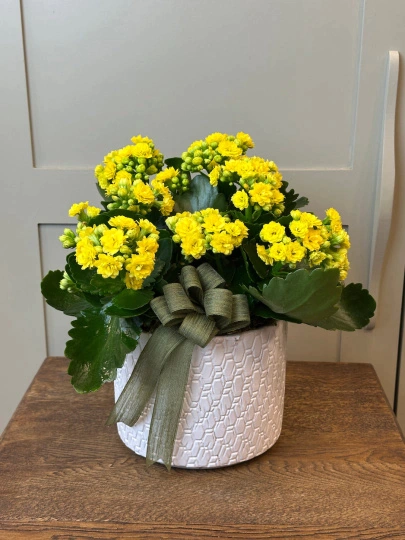 Vazoda 3'lü Sarı Kalanchoe