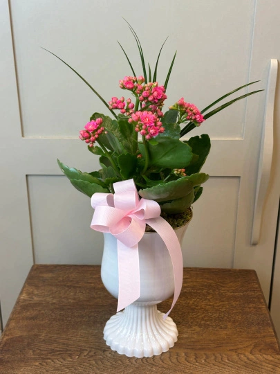 Vazoda Pembe Kalanchoe