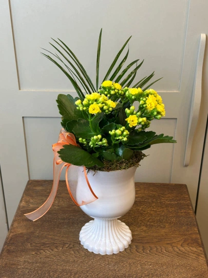 Vazoda Sarı Kalanchoe
