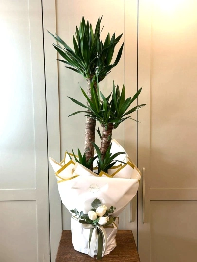 3 lü Yucca