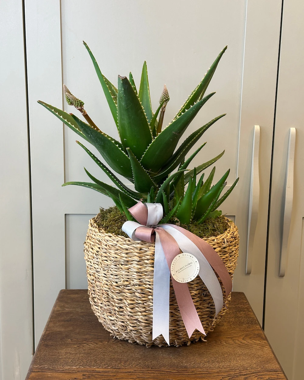 Aloe vera