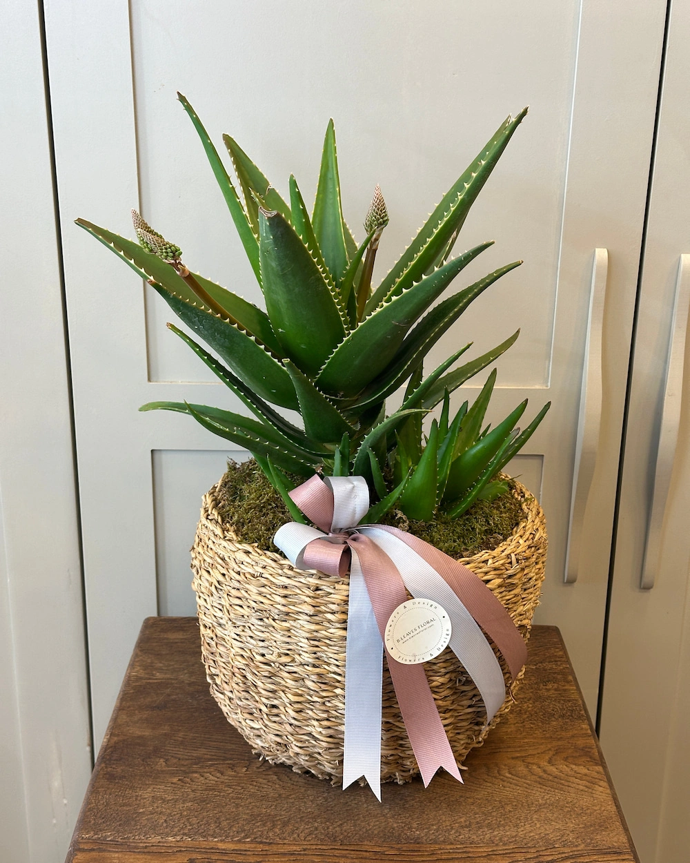 Aloe vera