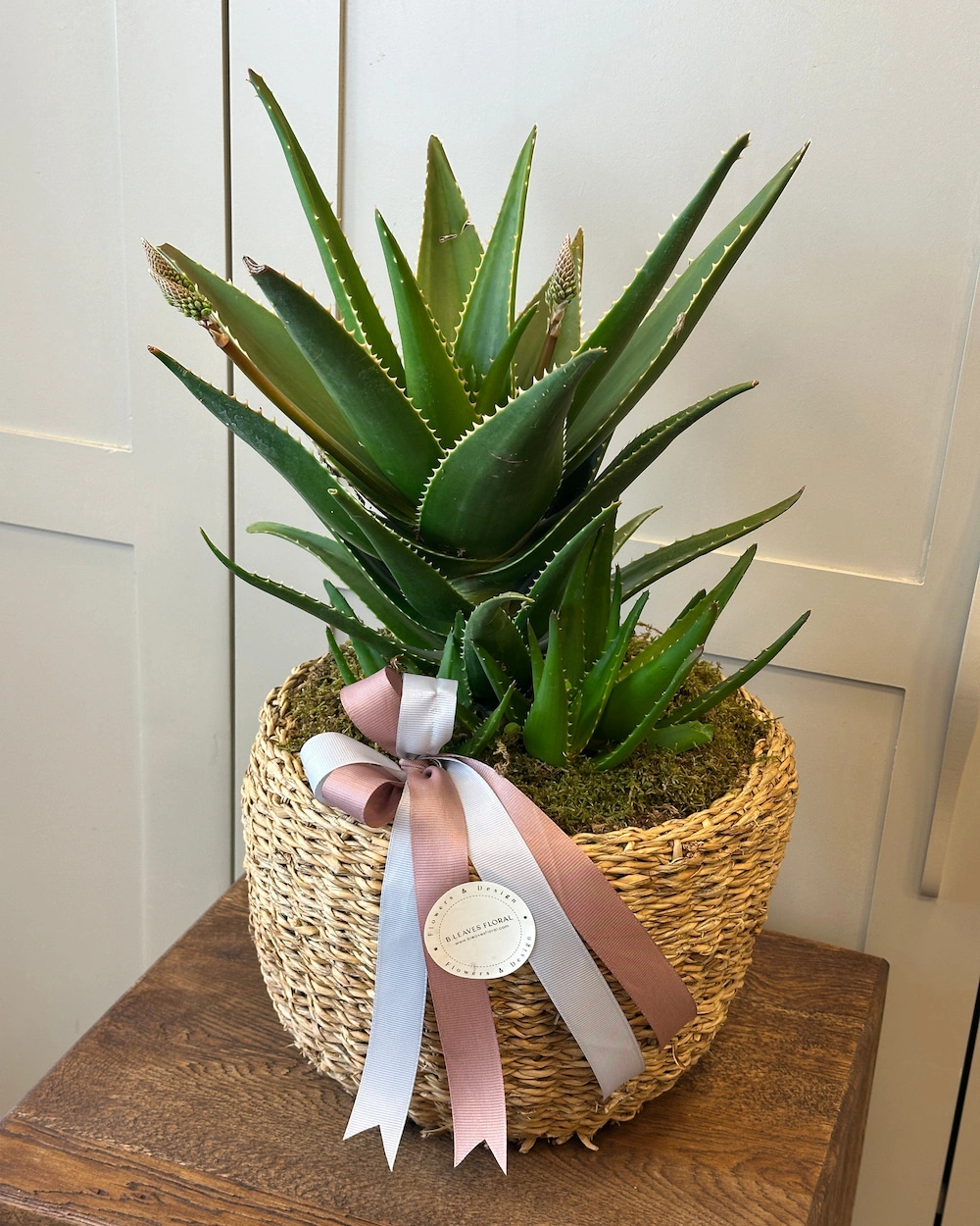 Aloe vera