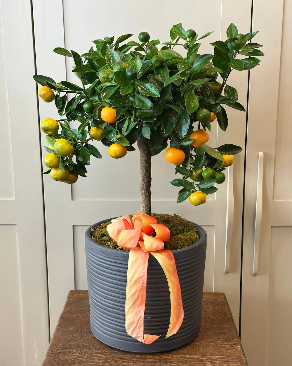 Citrus Mandalina