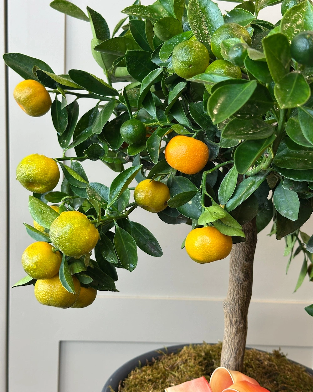 Citrus Mandalina