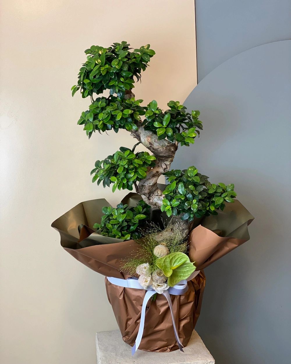 S Gövdeli Bonsai