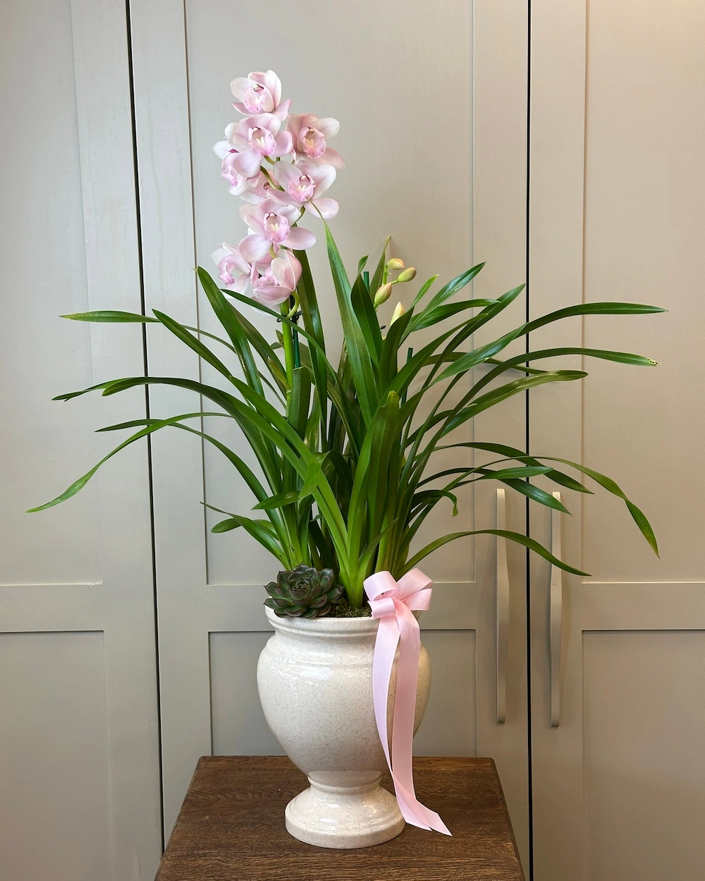Saksıda Cymbidium Orkide