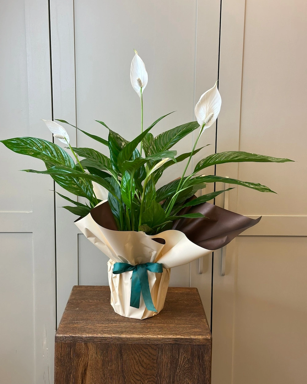 Spathiphyllum Bitkisi