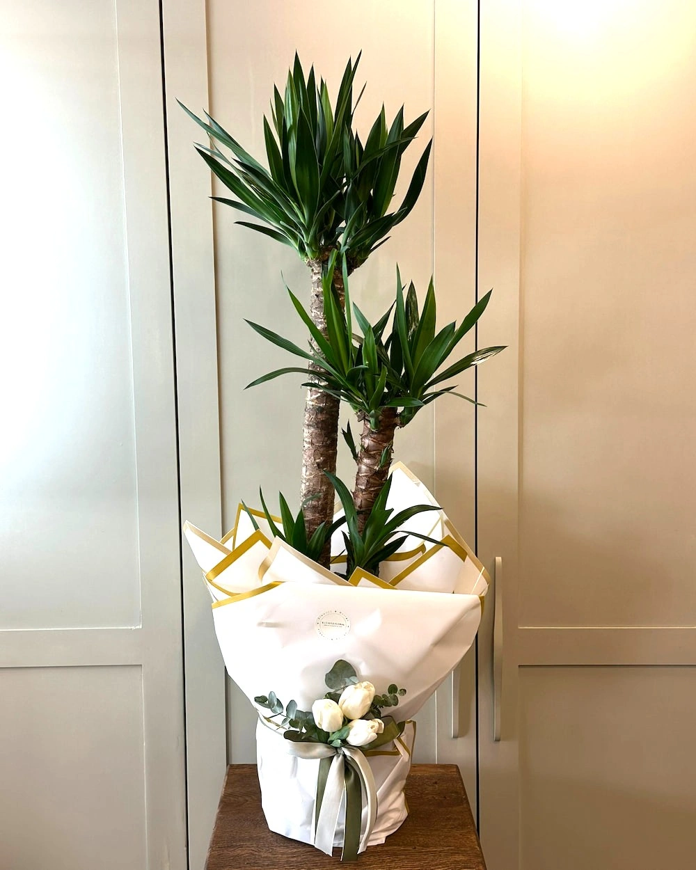 3 lü Yucca
