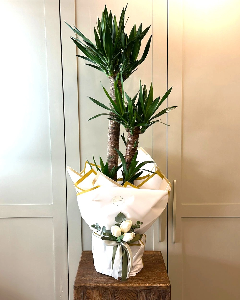 3 lü Yucca